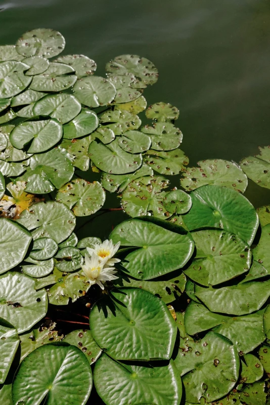 A Waterfront Wedding for Abby and Bobby