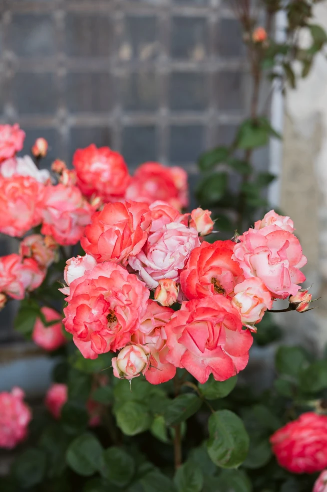 Eclectic Elegance Photo