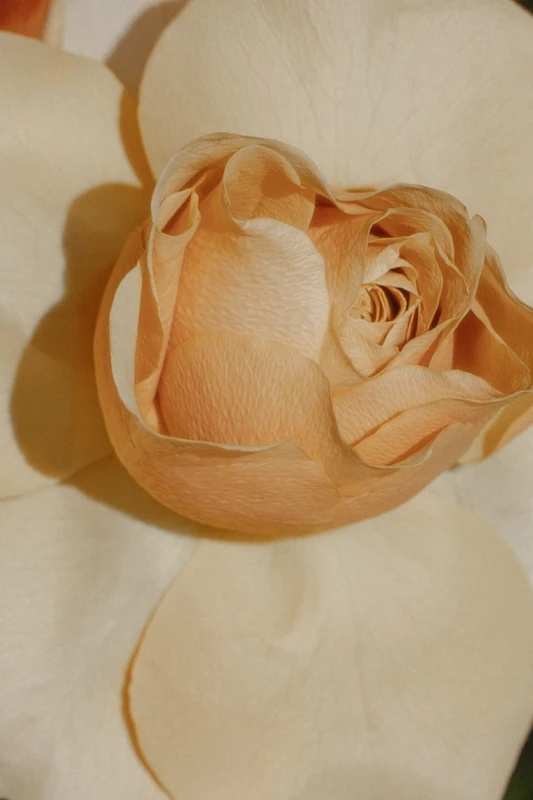 An Autumn Wedding for Rachel and Cole